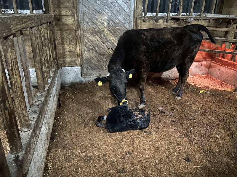 牛出産２